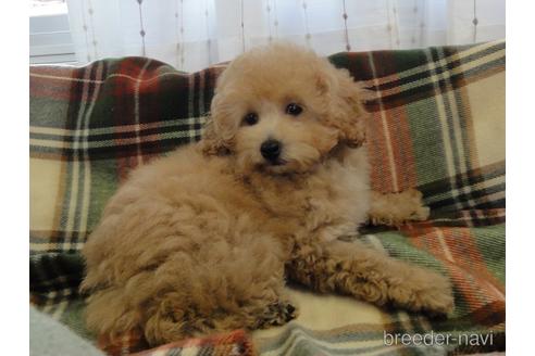 成約済の宮城県のトイプードル-200728の6枚目